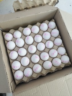  مواد پروتئینی | تخم مرغ تخم مرغ سفید لوکس به وزن 11٫500