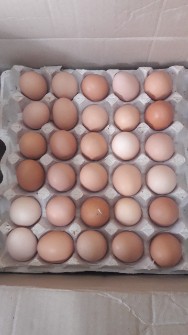  مواد پروتئینی | تخم مرغ بومی