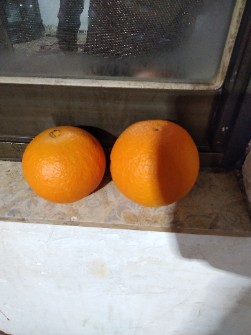  میوه | پرتقال تامسون و خونی درجه یک سر باغ رو درختی