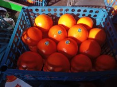  میوه | پرتقال پرتغال تامسون