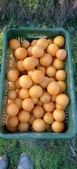  میوه | پرتقال یافا