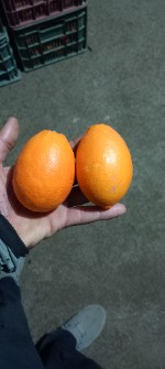  میوه | پرتقال پرتقال