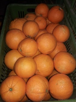  میوه | پرتقال تامسون درجه 1