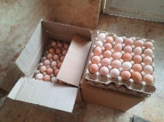  مواد پروتئینی | تخم مرغ تخم مرغ محلی