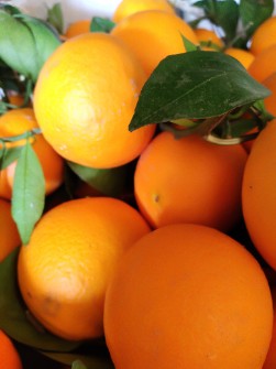  میوه | پرتقال تامسون     خونی      بیروتی     هر تناژی که بخواهید
