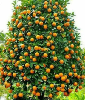  میوه | نارنگی خلال پوست نارنج