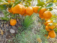  میوه | نارنگی نارنگی درجه یک