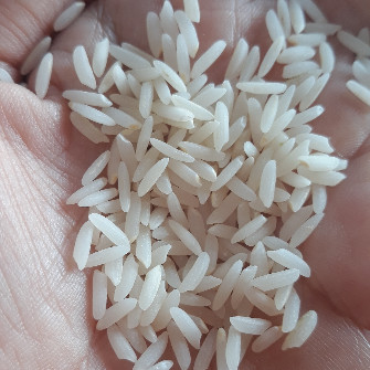  غلات | برنج برنج طارم محلی فریدونکنار زرین کشت