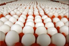  مواد پروتئینی | تخم مرغ تخم مرغ لوکس صادراتی