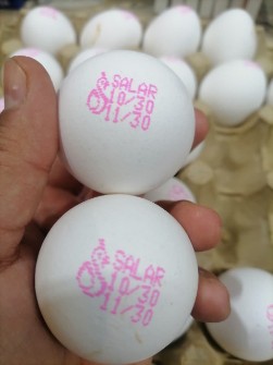  مواد پروتئینی | تخم مرغ سالار