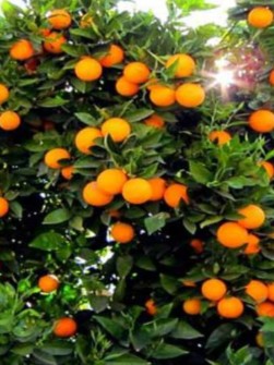  میوه | پرتقال تامسون وخونی