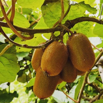  میوه | کیوی هایوارد طلایی