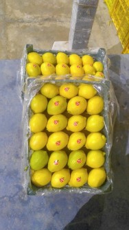  میوه | لیمو ترش لیموترش سنگی