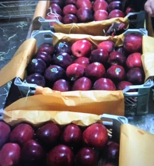  میوه | سیب صادراتی