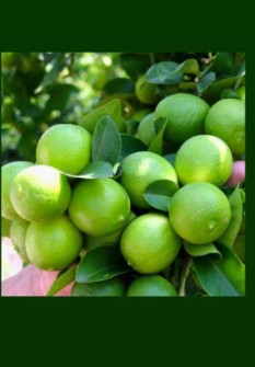  میوه | لیمو ترش لیمو ترش محلی پر آب