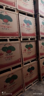  صیفی | هندوانه باکس پالت هندوانه صادراتی کارتنی و چوبی