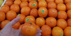  میوه | پرتقال پرتقال عراقي