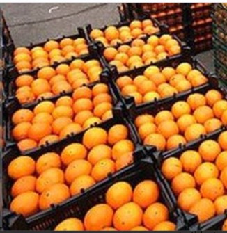  میوه | پرتقال پرتقال نافی