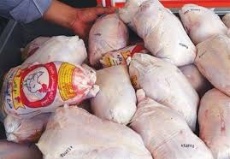  مواد پروتئینی | گوشت فروش عمده مرغ منجمد
