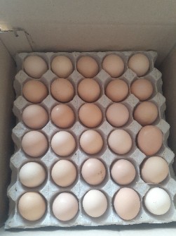  مواد پروتئینی | تخم مرغ تخم مرغ مادر رنگی