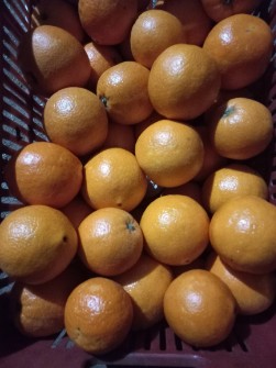  میوه | پرتقال فروش پرتقال تامسون+خونی و معمولی بصورت واکسی