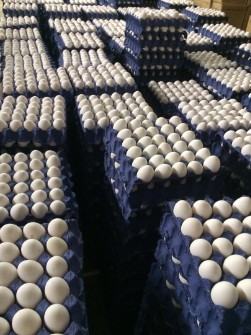  مواد پروتئینی | تخم مرغ صادراتی با مجوز صادرات