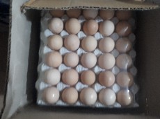  مواد پروتئینی | تخم مرغ تخم مرغ آرین