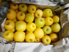  میوه | سیب سیب زرد درجه 1 و 2