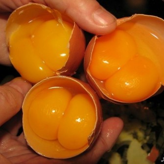  مواد پروتئینی | تخم مرغ تخم مرغ دو زرده محلی ارگانیک