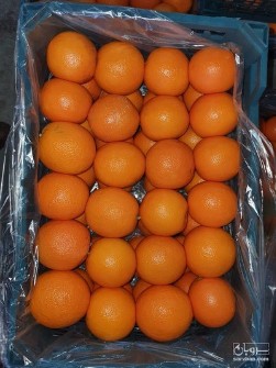 میوه | پرتقال پرتقال والنسیا جیرفت