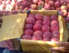  میوه | سیب سیب قرمز عبدل آباد