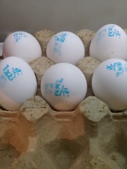  مواد پروتئینی | تخم مرغ ارگانیک