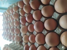 مواد پروتئینی | تخم مرغ صنعتی محلی گلپایگانی تخم بلدرچین