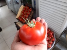  صیفی | گوجه درشت تکی گلخانه ای