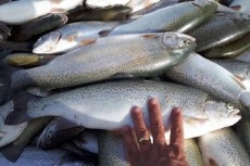  مواد پروتئینی | ماهی قزل آلا پرورشی