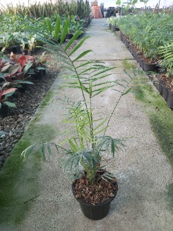  بذر و نهال | گل و گیاه شامادورا