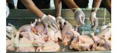  مواد پروتئینی | گوشت گوشت و مرغ