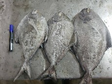  مواد پروتئینی | ماهی حلوا سیاه و شوریده