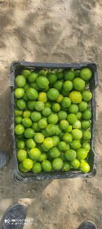  میوه | لیمو ترش محلی