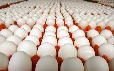  مواد پروتئینی | تخم مرغ صادراتی