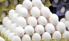  مواد پروتئینی | تخم مرغ تخم مرغ صادراتی درجه یک