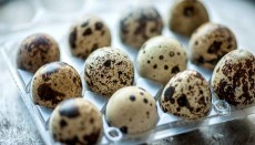  مواد پروتئینی | تخم مرغ تخم بلدرچین