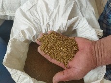  بذر و نهال | بذر بذر یونجه رنجر آمریکایی