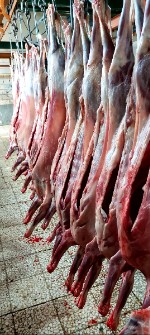  مواد پروتئینی | گوشت گرم و منجمد گوساله و گوسفندی