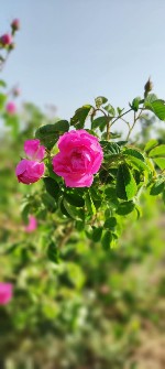  بذر و نهال | گل و گیاه گلاب و گل محمدی