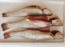  مواد پروتئینی | ماهی ماهی شوریده