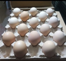 مواد پروتئینی | تخم مرغ تخم مرغ دوزرده سفید و دوزرده رسمی