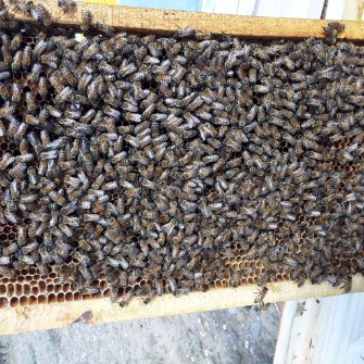  دامپروری | عسل کندو زنبور عسل