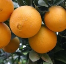  میوه | پرتقال تامسون خونی نارنگی پیج نارنگی ژاپنی
