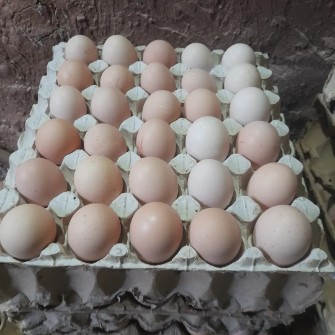  مواد پروتئینی | تخم مرغ تخم مرغ محلی تازه اورگانیک بدون انتی بیوتیک